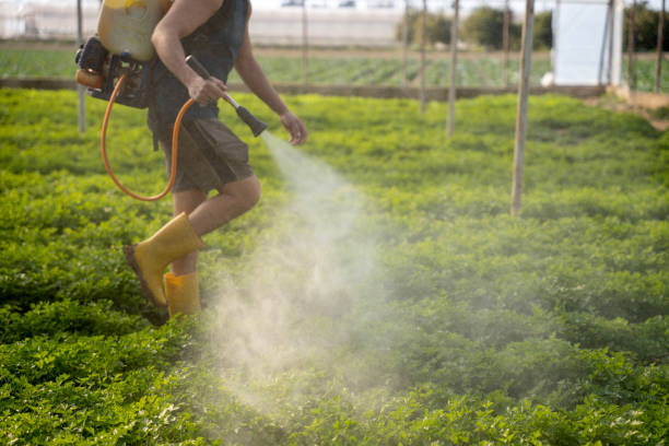 Best Local Pest Control Services  in Eastvale, CA