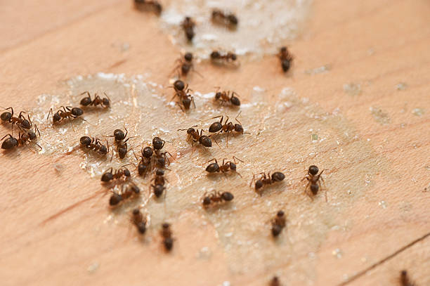 Best Bed Bug Extermination  in Eastvale, CA
