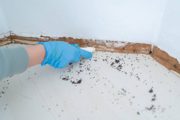Best Best Pest Control Companies  in Eastvale, CA